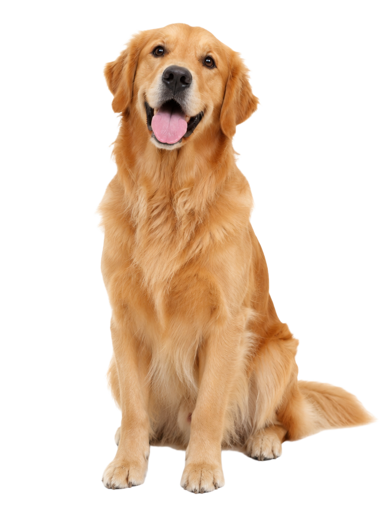Chester, a Golden Retriever